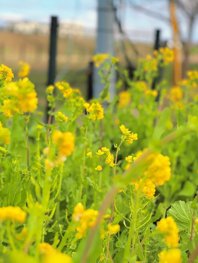 【埼玉】絶景!!桜トンネルをお散歩🤍今なら菜の花＆梅のトリプルお花見も🌸ヤギさんもいるよ🐐 
