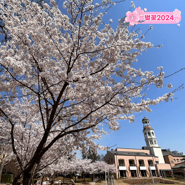 🌸숨은 벚꽃 명소, 메이필드 호텔🌸 