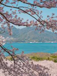 【広島】本当は教えたくない！瀬戸内海の離島にある絶景すぎる桜のトンネル！