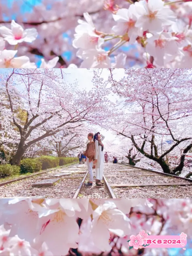 【京都】說到京都必去的賞櫻景點，就是這裡🌸