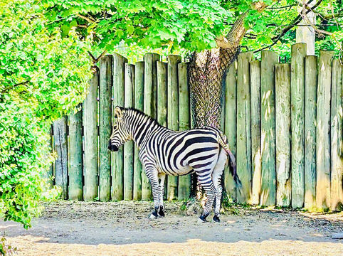 Buffalo Zoo Buffalo Zoo