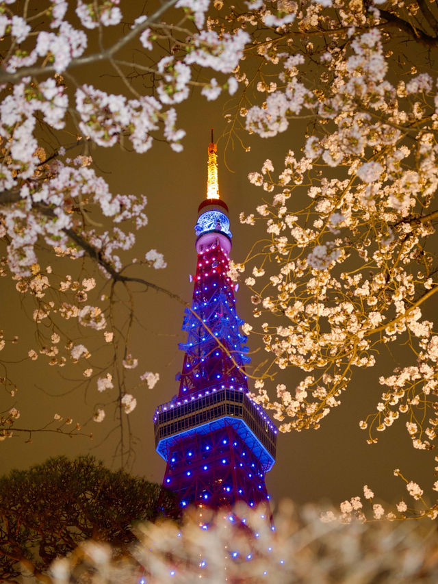 2024年🌸開花・満開全国予想つき！「東京タワー×桜」