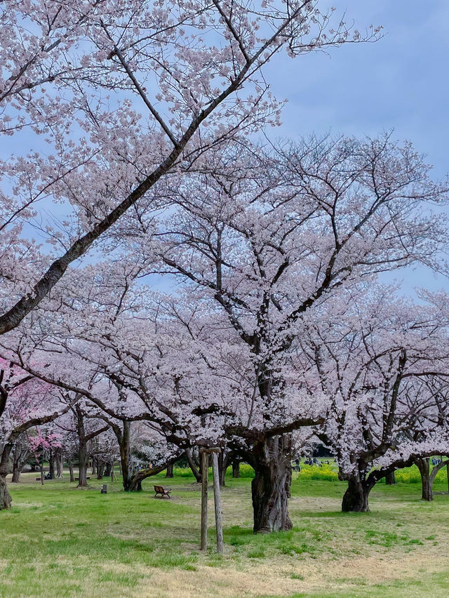 【東京のお花見スポットの定番】春の小花×桜が美しい昭和記念公園