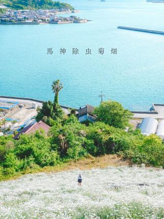 [Hiroshima] Golden Week is the best time to see it! An island with a spectacular carpet of white flowers!