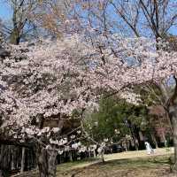 Blooms of Bliss: Spring's Cherry Blossom