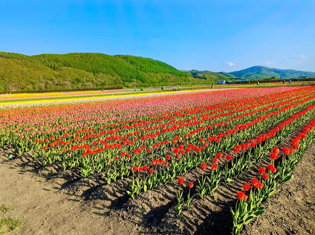 Kamiyubetsu Tulip Park