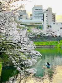 【千鳥ヶ淵/東京都】さくらまつり夜桜ライトアップ