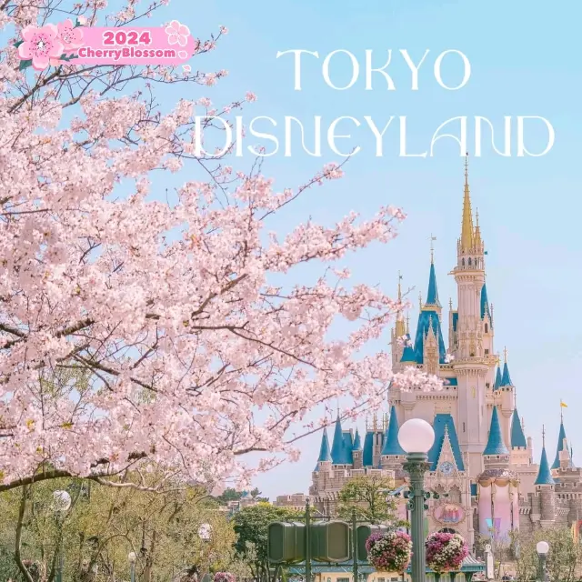 Tokyo Disneyland กับต้นซากุระสวยๆ