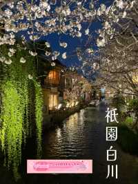 一度は行きたい🌸京都の桜といえばここ！祇園白川🌸
