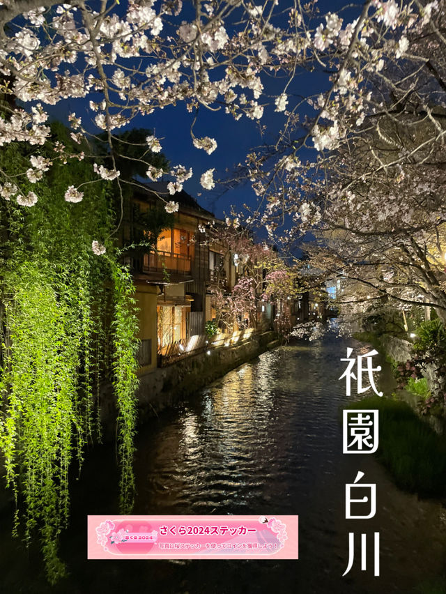 一度は行きたい🌸京都の桜といえばここ！祇園白川🌸