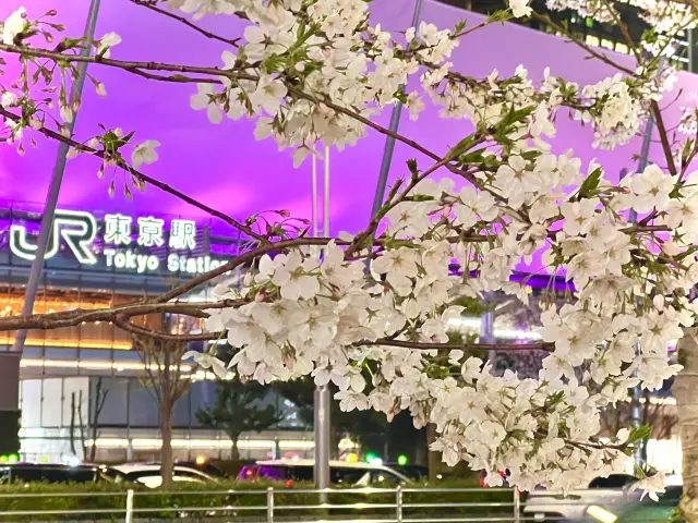 【東京站旁】滿開的櫻花與高層建築夜晚的共演。