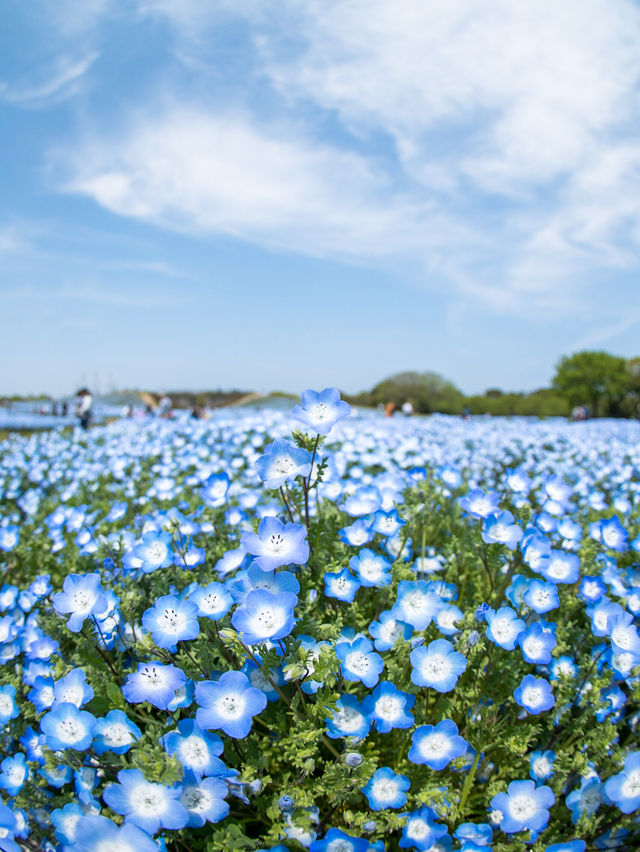 春のおすすめスポット！🌸💠