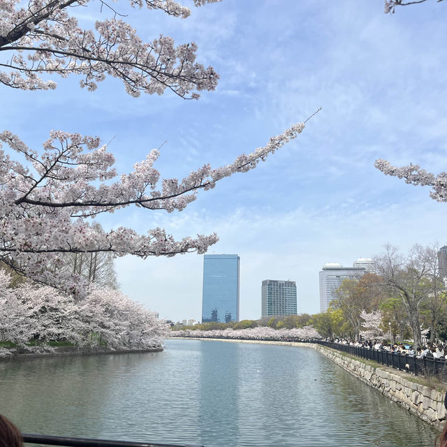 大阪城公園🌸お花見