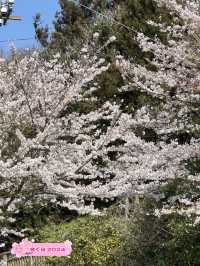 下関の日の山公園が桜の見どころでした！