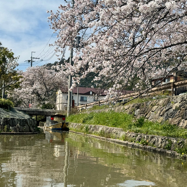 【滋賀】手漕ぎの舟から愉しむ優雅なお花見