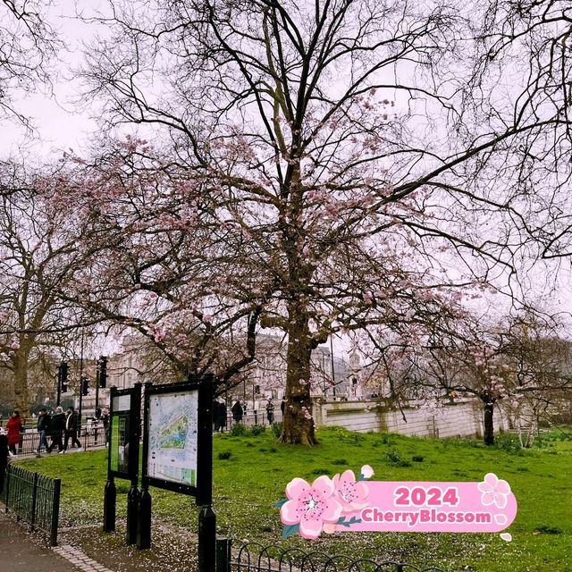 ❣️🌸St James Park London Cherry Blossoms