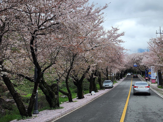 「河東十里櫻花路」：櫻花隧道、夜櫻燈光，南韓必去景點