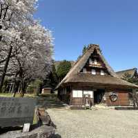 五箇山の桜