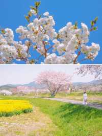 【兵庫】春だけ会える！菜の花と桜のコラボの絶対🌸
