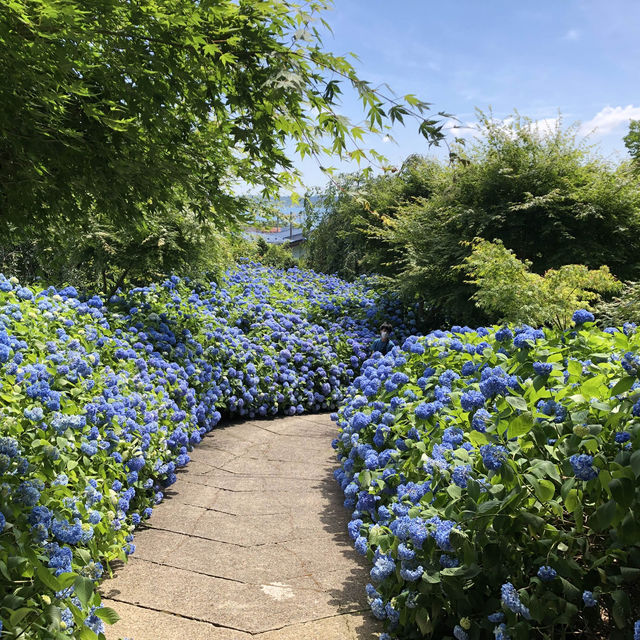 紫陽花に囲まれる幻想的な青の世界へ行ってみよう！