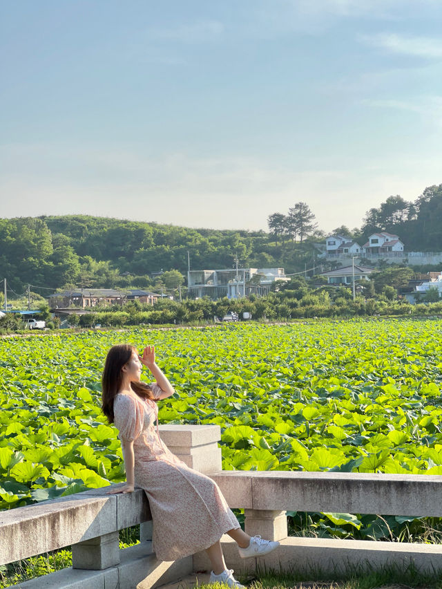 푸르름에 힐링할 수 있는 청도 여행💫