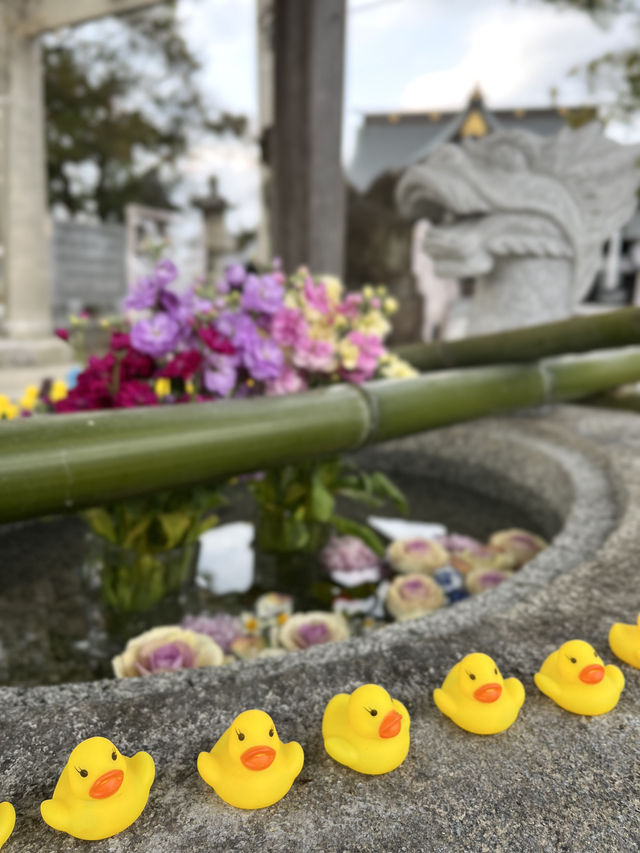 【福岡観光】可愛いあひるがお出迎え♡鎮座1250年を迎える神社⛩