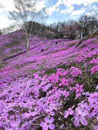 北海道最推薦的芝櫻公園💐
