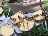 Butterfly Garden
