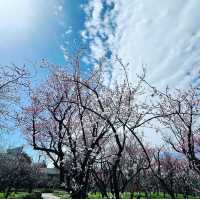 梅林公園