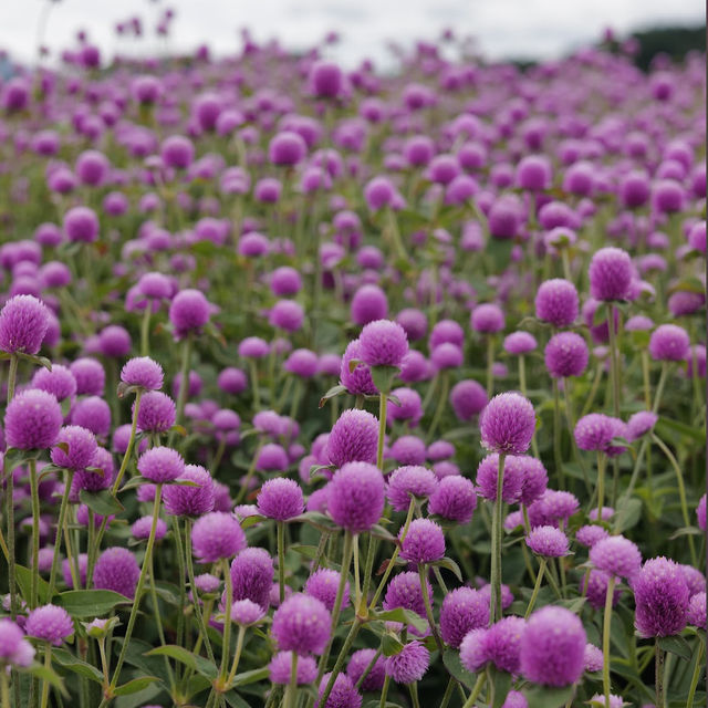 Goseokjeong Flower Garden 