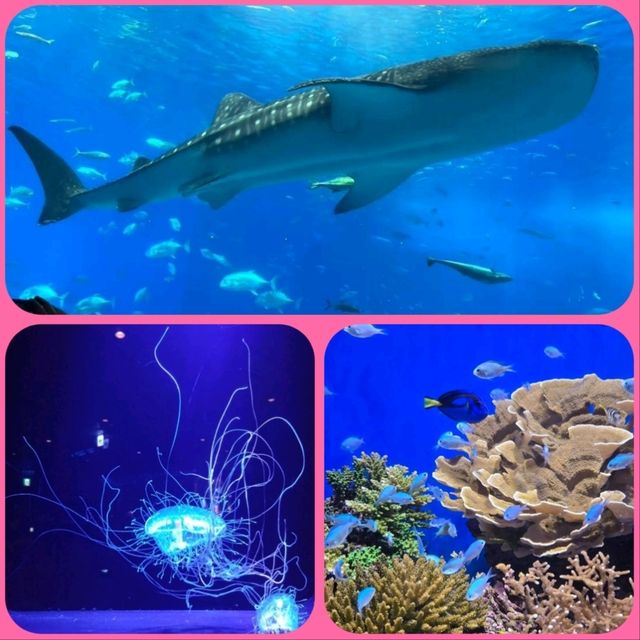 【沖繩】美麗海水族館：稀有水生物展示，適合親子活動