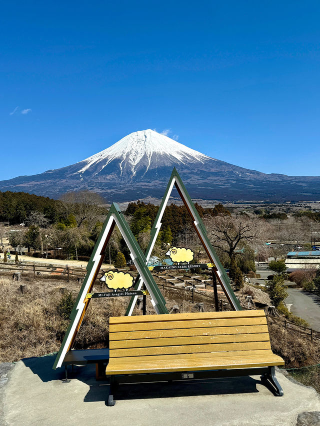【🗻富士山下的馬飼野牧場🐑🌳】享受寧靜午後時光