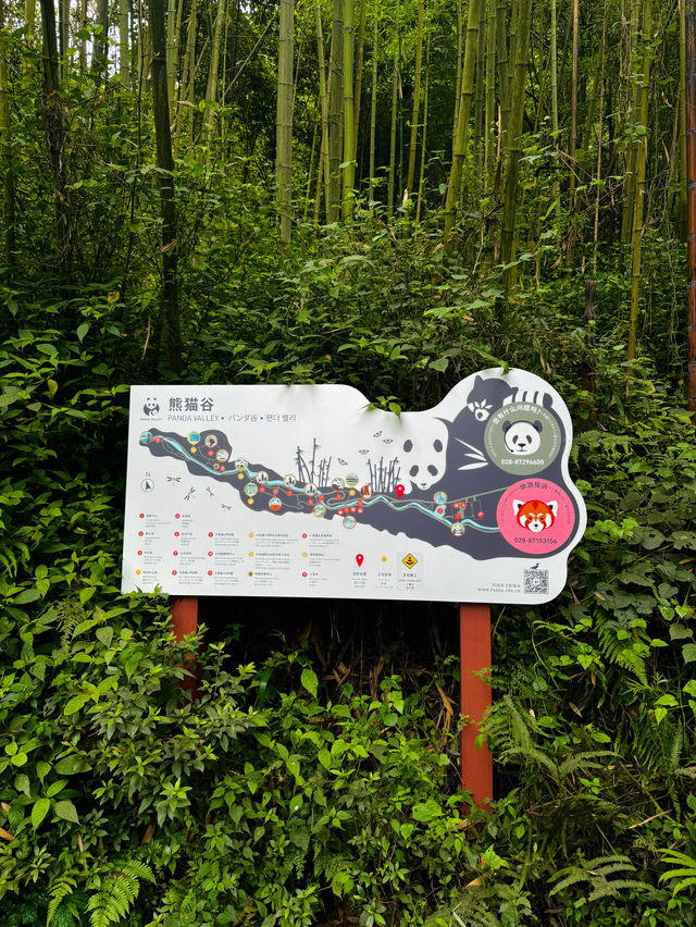 🇨🇳Cute Giants at Dujiangyan Panda Valley 🐼 