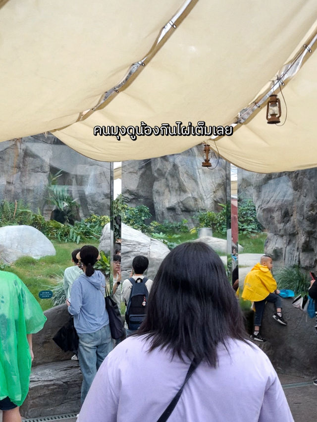 ไปดูน้องแพนด้าที่ฮ่องกงกัน 🐼🎋