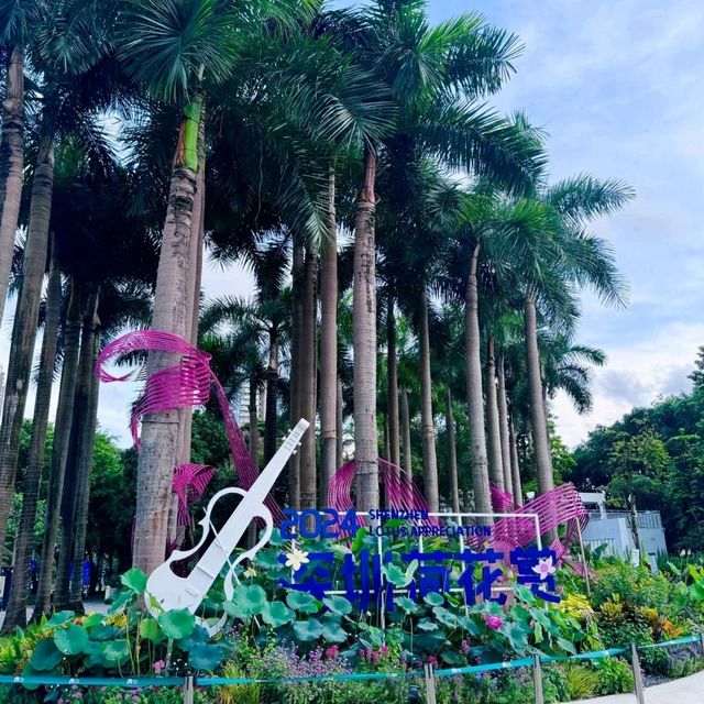 ✨深圳荷花賞~洪湖公園✨