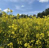 【安平町】菜の花畑✿