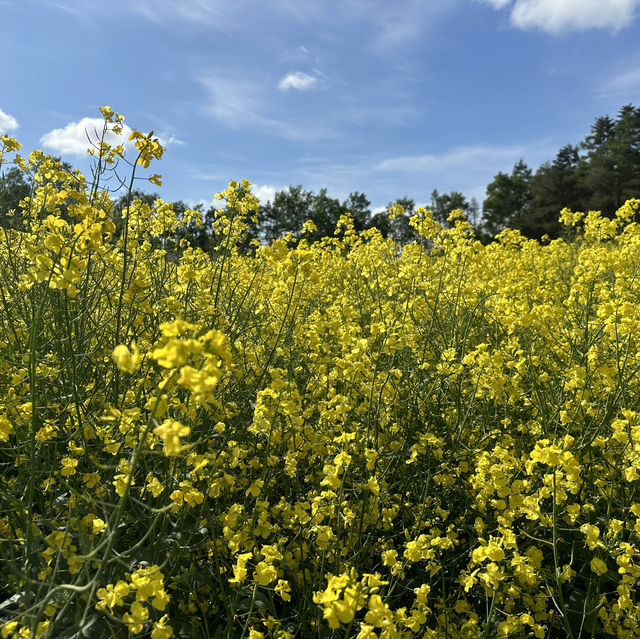 【安平町】菜の花畑✿