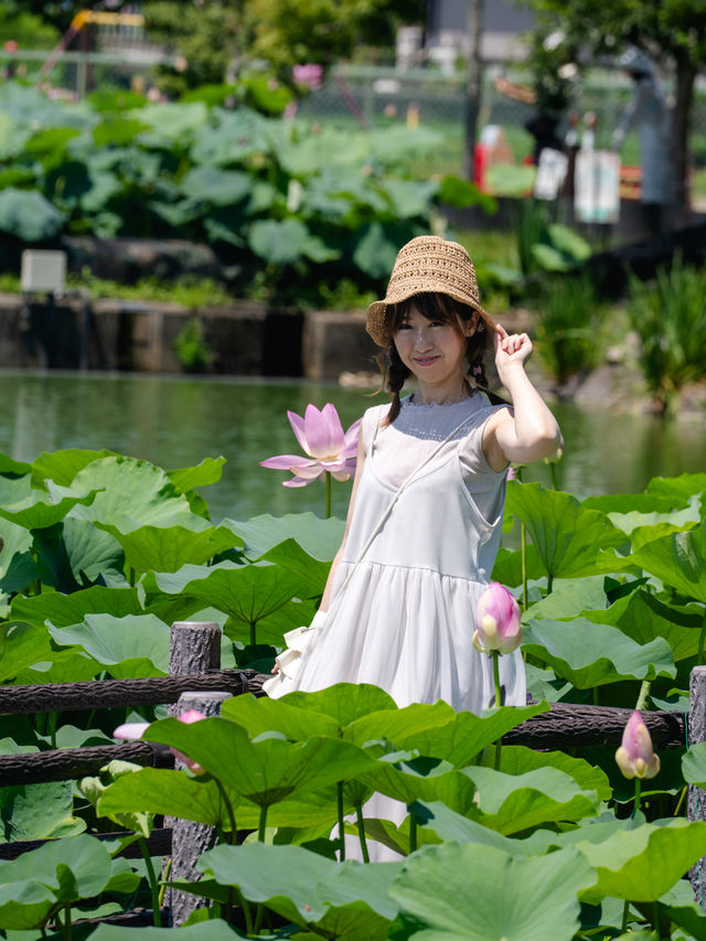 無料【穴場スポット】蓮の絶景無料スポット˚˖𓍢ִ︎✿❁﻿✧˚平池緑地公園
