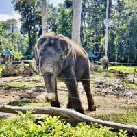 Kuala Gandah Elephant Sanctuary 