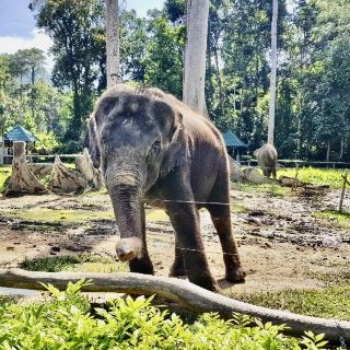 Kuala Gandah Elephant Sanctuary 