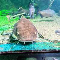 首爾COEX水族館：親子遊不能錯過的景點