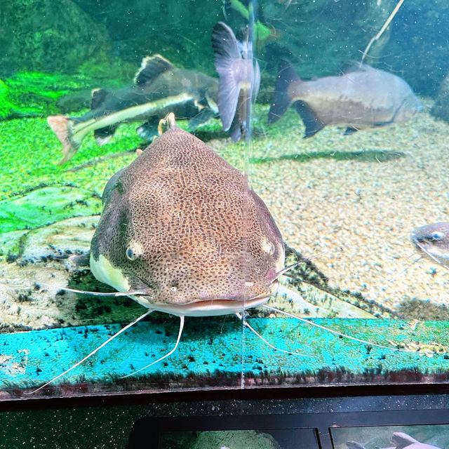 首爾COEX水族館：親子遊不能錯過的景點