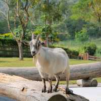 Alpacahill สรรค์ของคนรักสัตว์ที่ราชบุรี