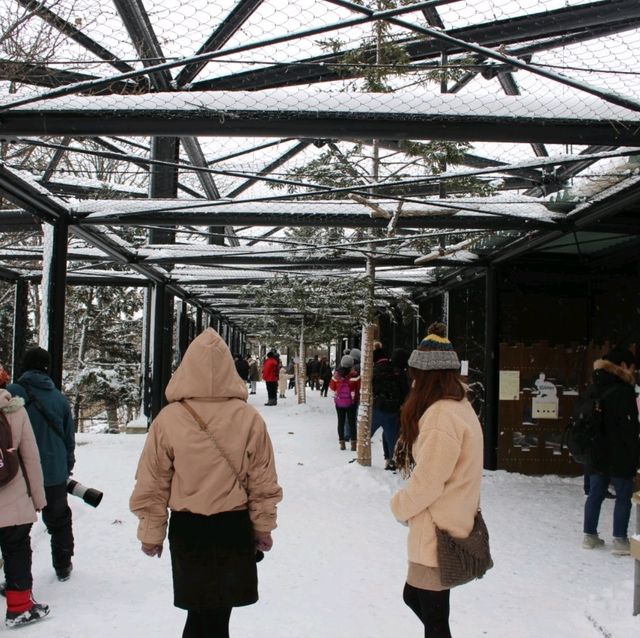 旭川景點｜日本最北、高人氣寒帶動物園—旭川動物園