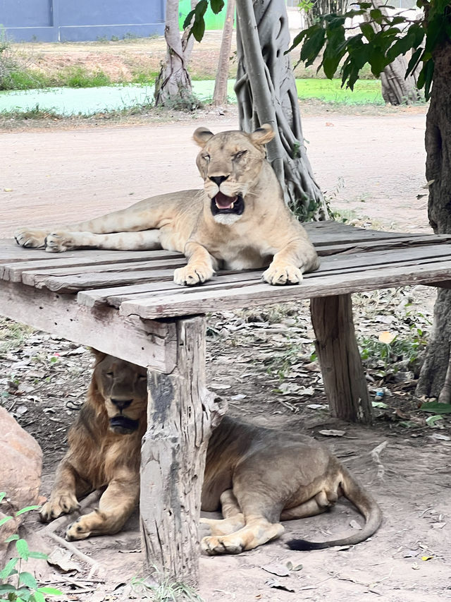 泰國北碧府野生動物園