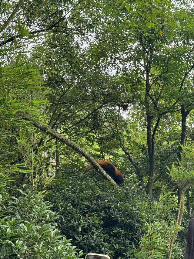 🇨🇳Spot the cutest creature on Earth in the forest!