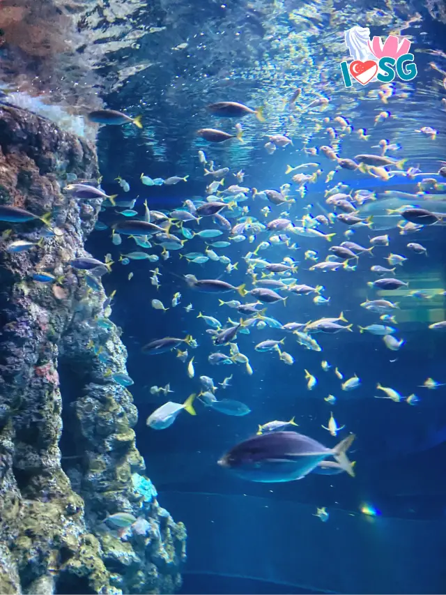 🇸🇬 海洋水族館