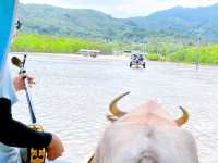 【由布島】水牛車で島を渡る🐃🏝