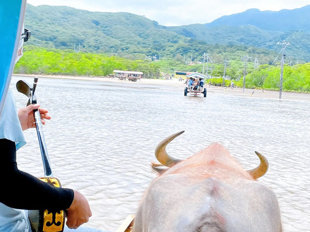 【由布島】水牛車で島を渡る🐃🏝
