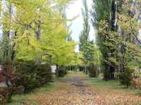 ชมใบไม้เปลี่ยนสีที่ Kawaguchiko Park 